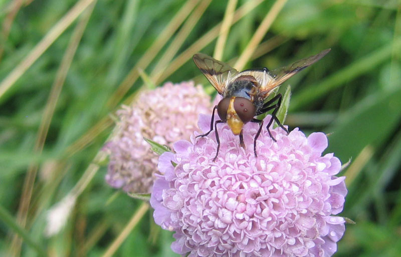 Volucella pellucens F (Syrphidae)